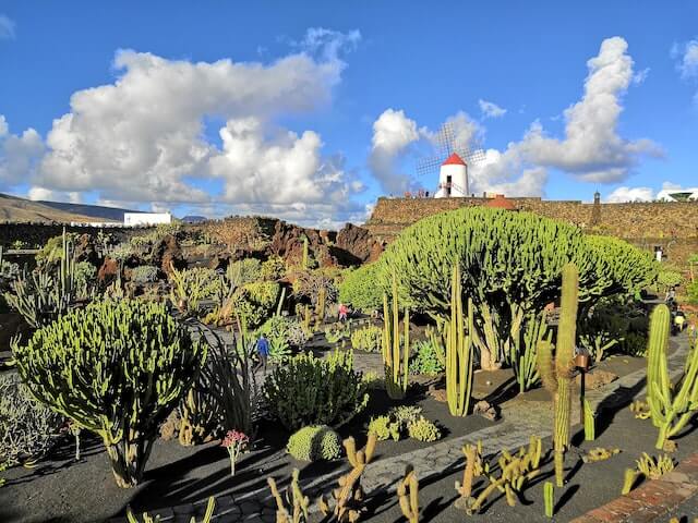 cosas que hacer lanzarote jardin cactus