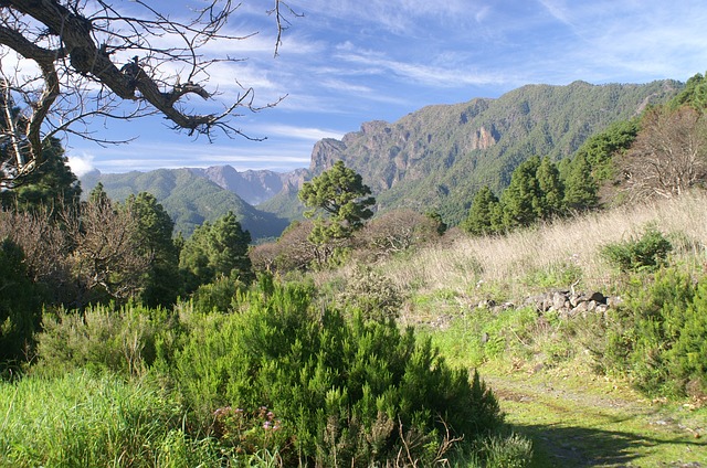 la palma bosques