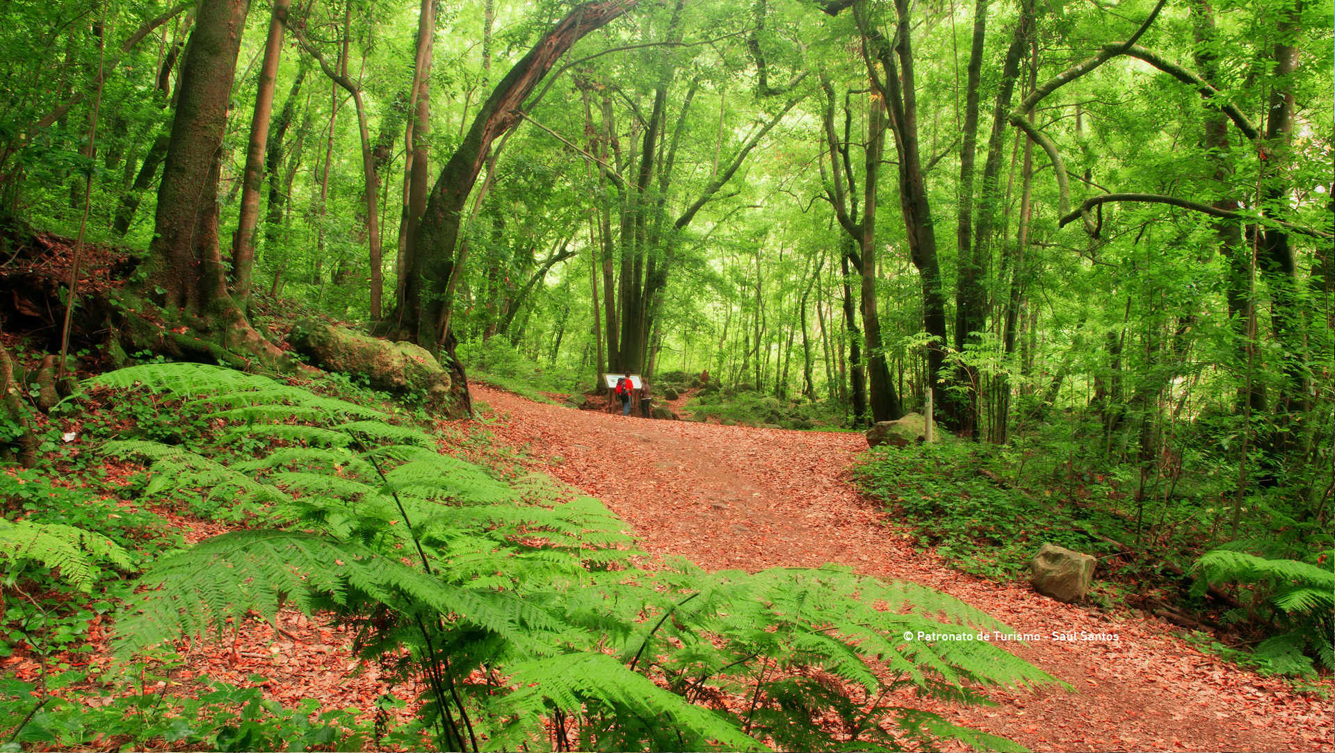 caminos reales la palma